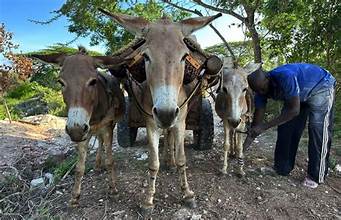 20 - Millions of donkeys killed each year to make medicine